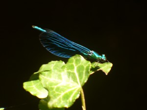 P1020208