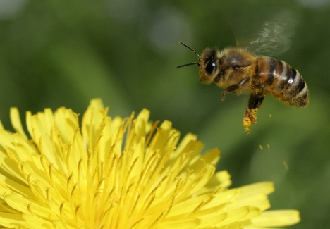 abeille fleur