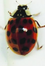 coccinelle asiatique