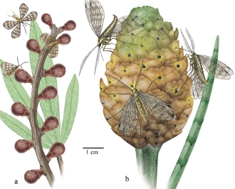 insectes pollinisateurs