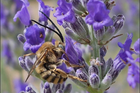 abeille à longues antennes