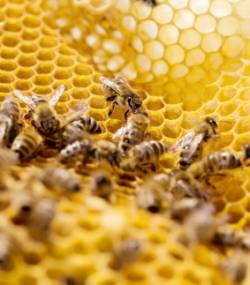 les-abeilles- pesticides frelons asiatiques