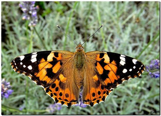 papillon migrateur