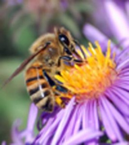 abeille sur fleur