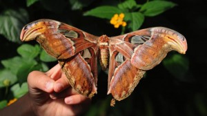 atlas_moth_cc_thomas_bresson