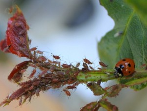 coccinelles potager