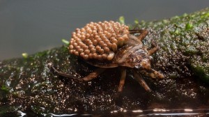 giant_water_bug_mark_dumont