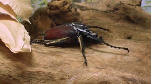 goliathus_goliatus_cc_h_zell