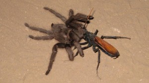 tarantula_hawk-cc_astrobradley
