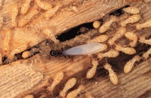 termites