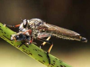 Asilidae  ou les mouches à toison