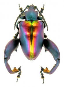 Frog-legged Leaf Beetle – Sagra buqueti