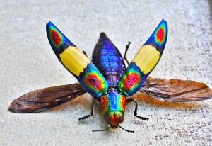 Jewel Beetle – Chrysochroa fulgens Scarabé arc en ciel