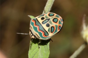 Picasso Bug – Sphaerocoris annulus