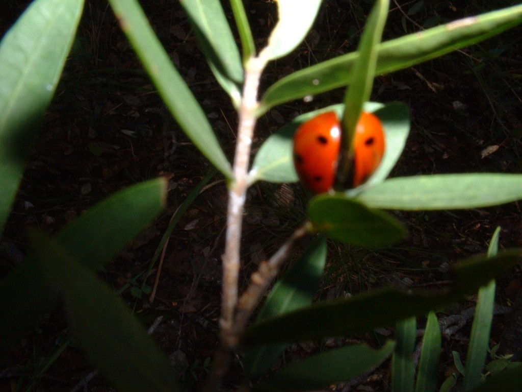 coccinelles garrigue