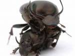 Le scarabée bousier mâle est l’insecte le plus fort du monde