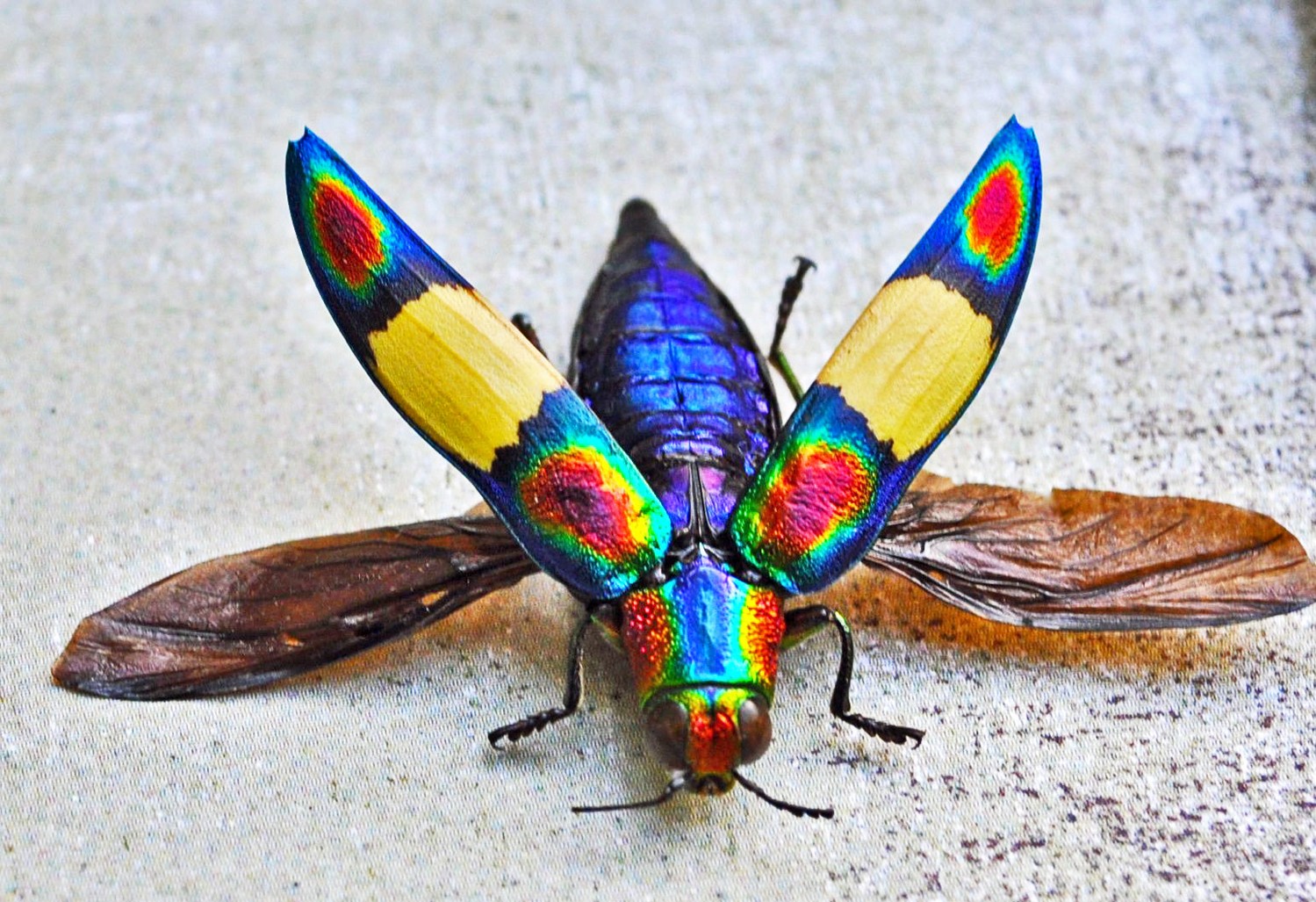 5 des plus beaux insectes de la planète