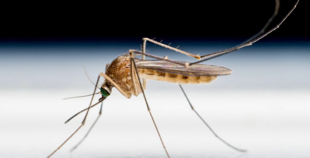 lutter moustiques