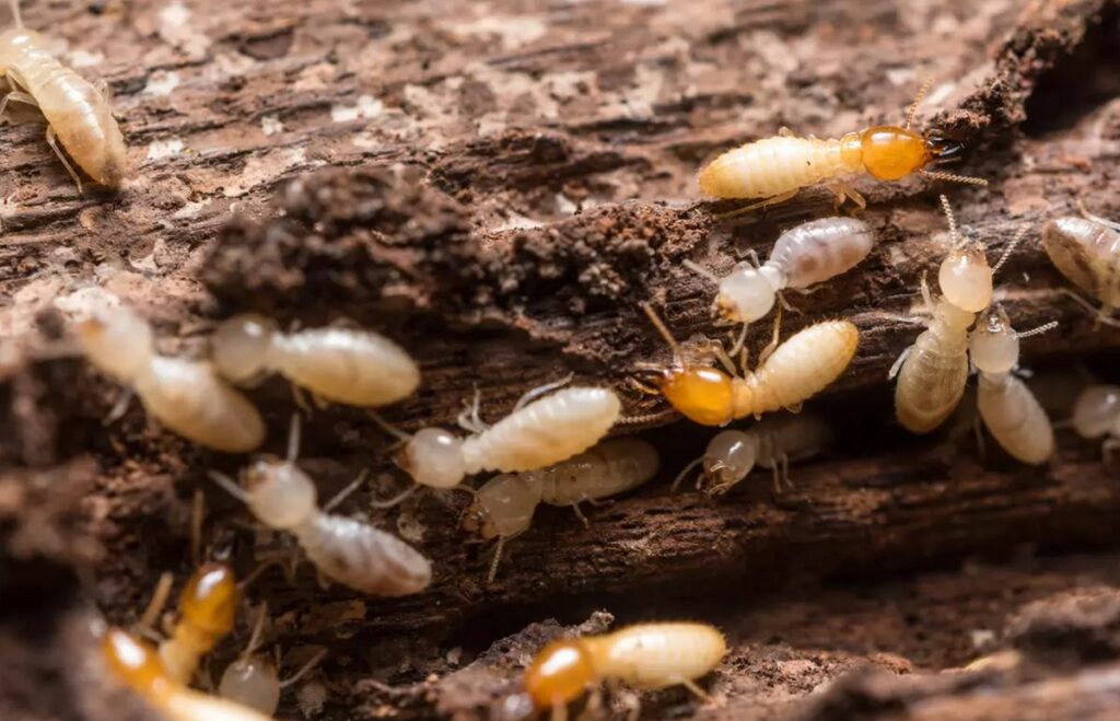 termites bois maison