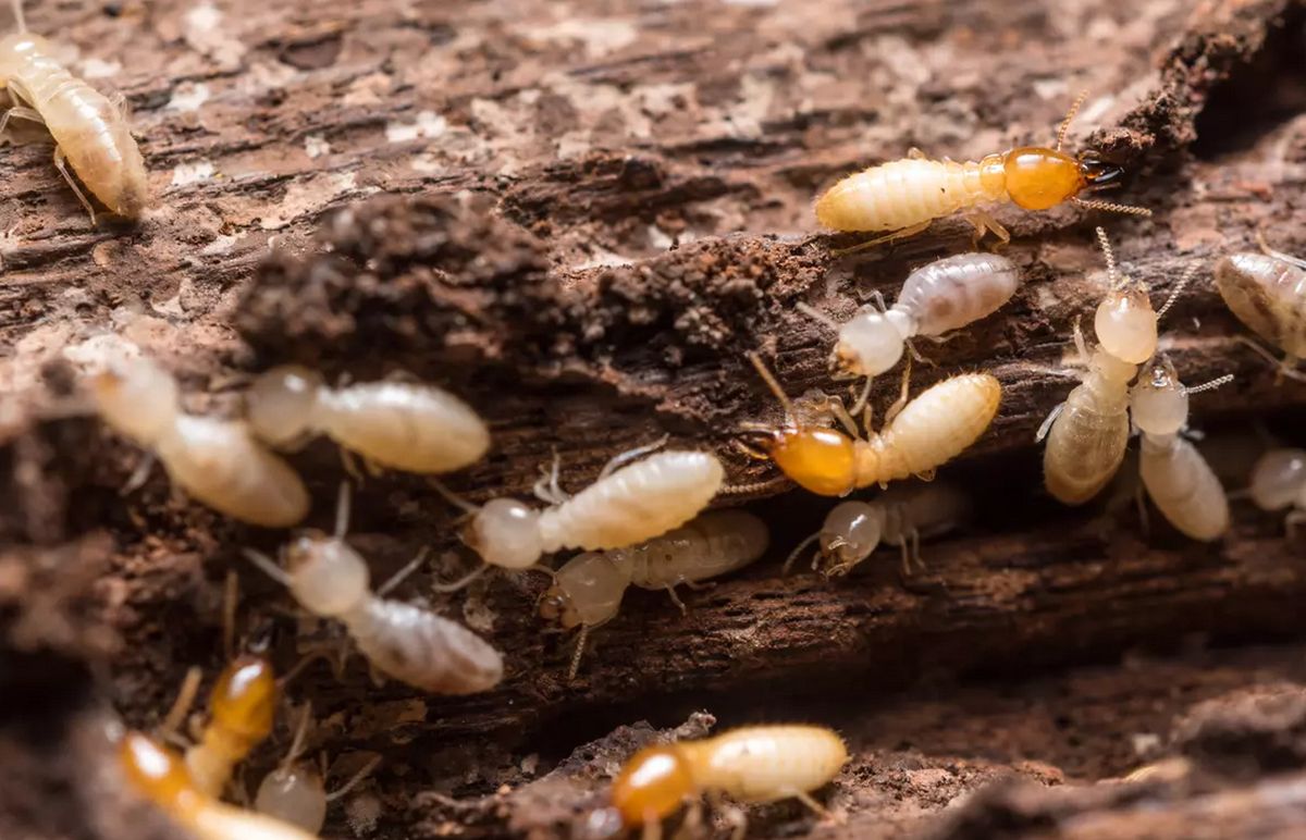 termites bois maison