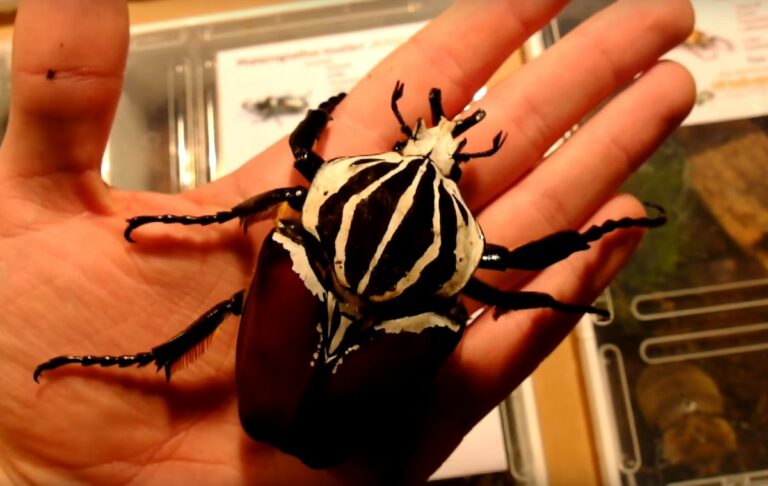Le top 3 des plus gros insectes