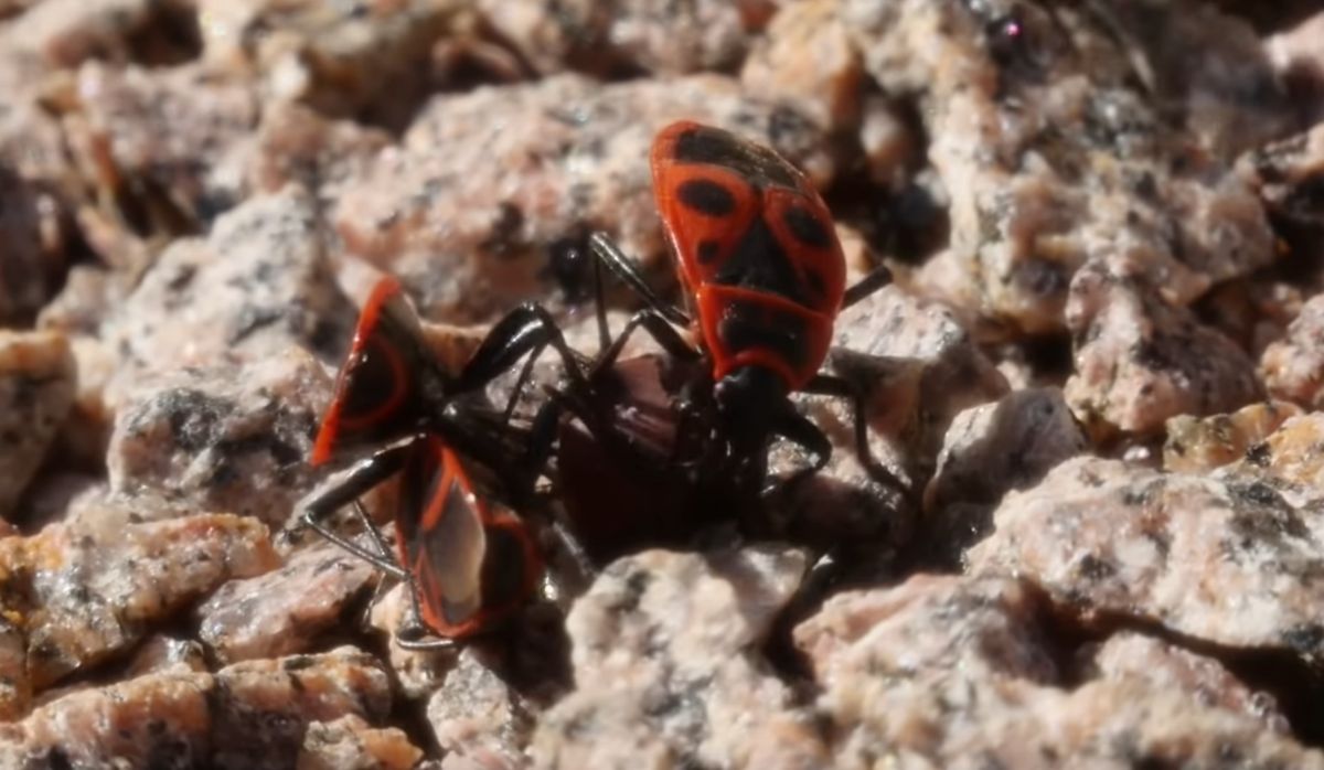 Gendarmes insectes