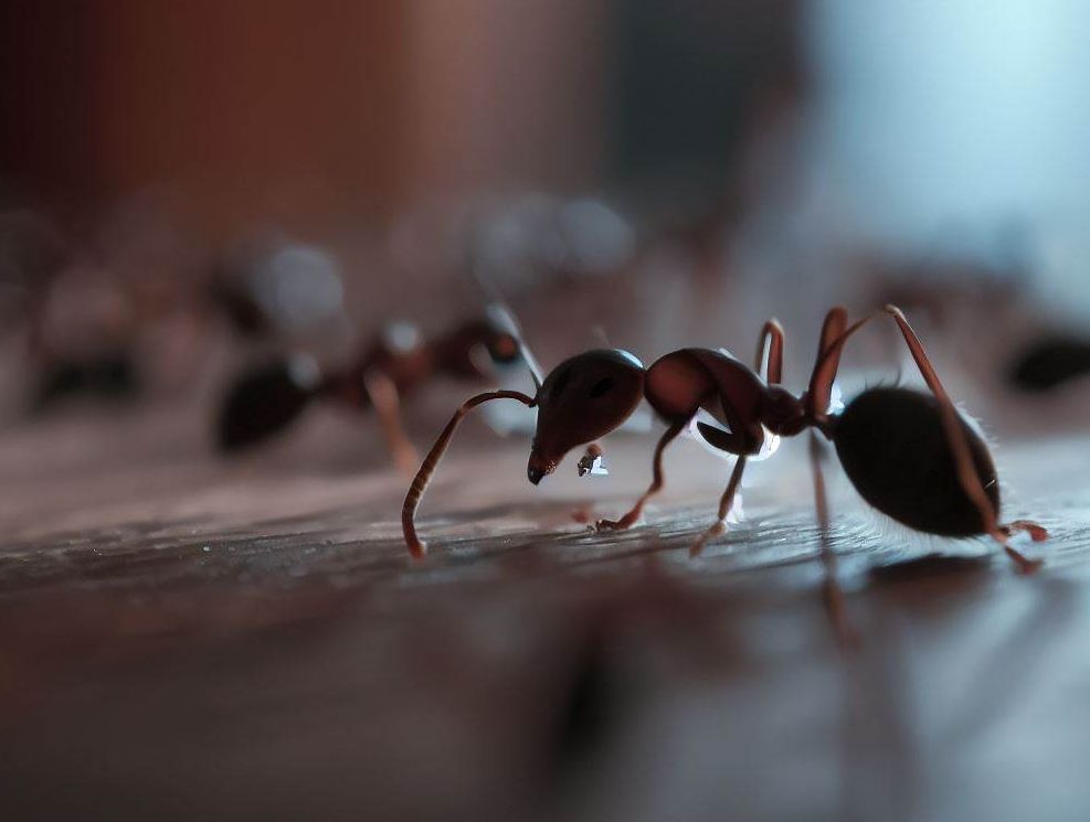 fourmis de votre maison