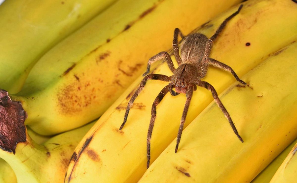 araignée banane