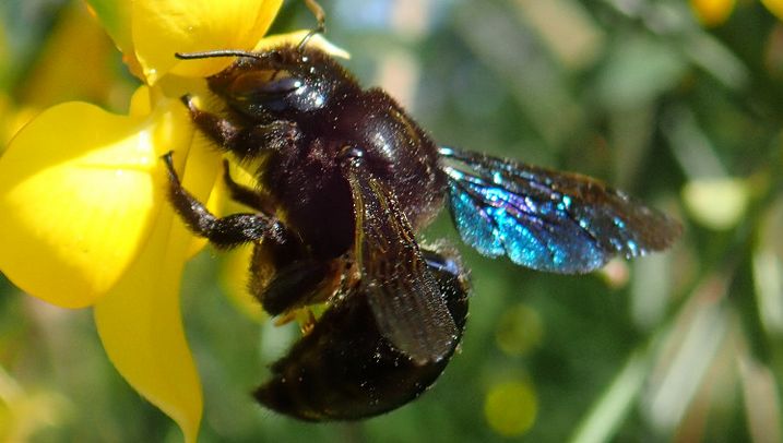 Xylocopa Abeille