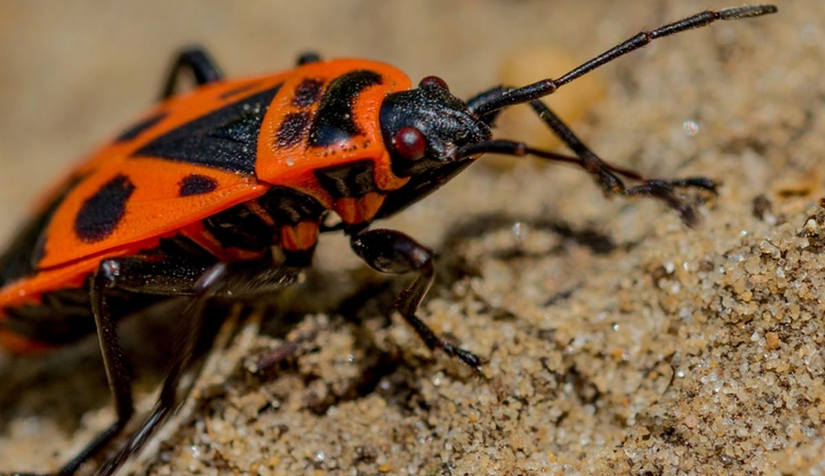 gendarme insecte