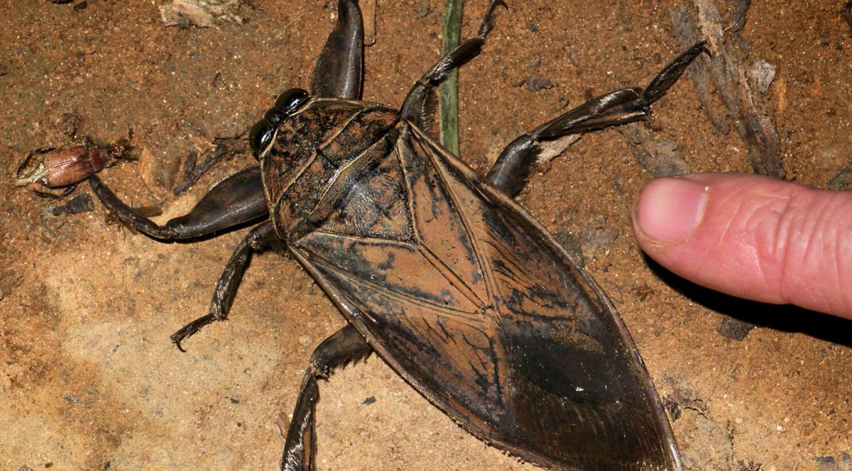 Les punaises d'eau géantes sur les plages de Chypre une invasion écologique à comprendre