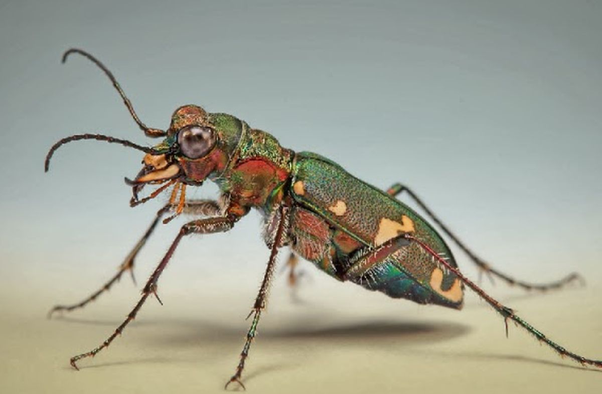 tigre d'Australie Cicindela hudsoni