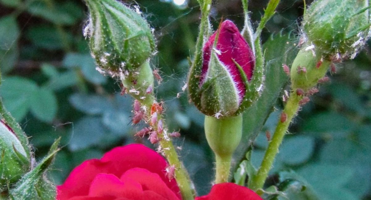 pucerons sur un rosier