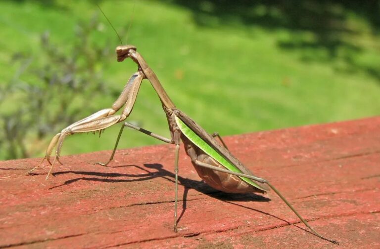 La mante religieuse géante ou Tenodera sinensis : comportement, habitat et conseils pour l&rsquo;observation