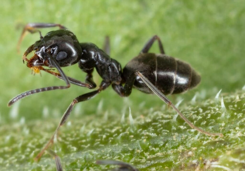 Fourmi Insecte L’invasion de fourmis Tapinoma Magnum en France : impacts sur nos ...