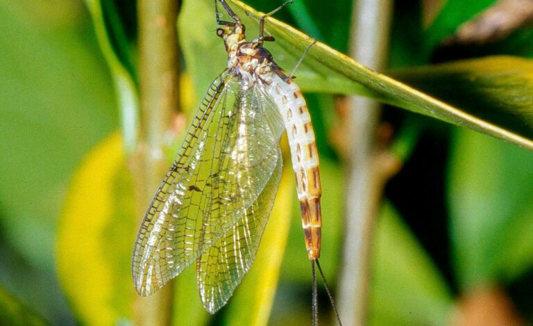 Les 10 insectes qui vivent le moins longtemps