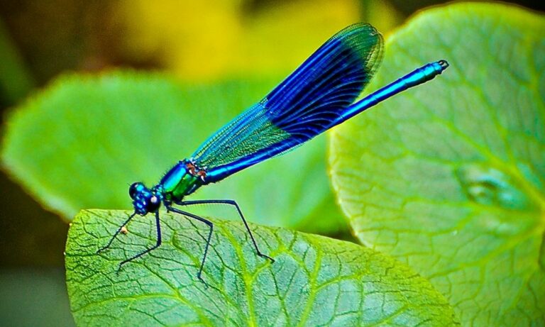 La libellule bleue Caloptéryx éclatant : caractéristiques et habitat