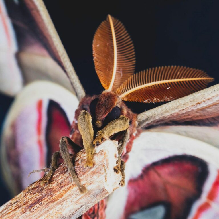 Comportement des papillons de nuit face à la lumière : explications scientifiques