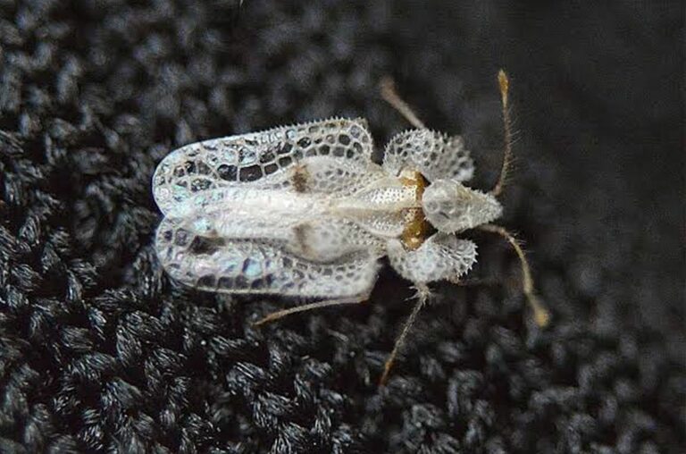 Invasion du tigre du platane : identifier et traiter efficacement cette menace écologique dans votre jardin