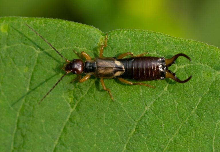 Perce ou pince oreille : dangers, piqûres et mesures préventives à ...