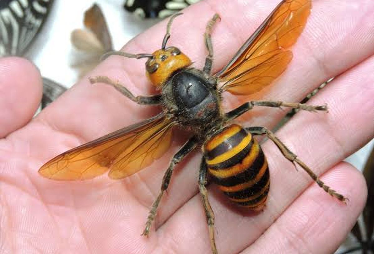 frelon géant Vespa mandarinia
