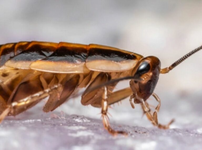 Blatte germanique ou blatte de jardin : solutions efficaces pour s&rsquo;en débarrasser