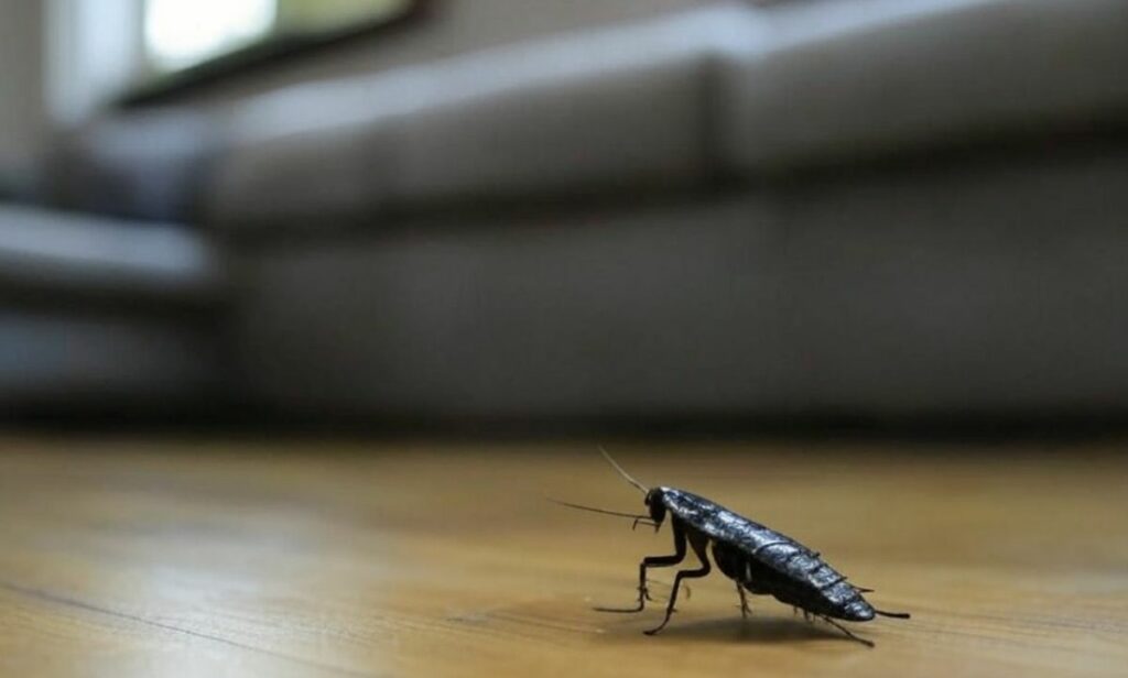 Petit insecte noir maison