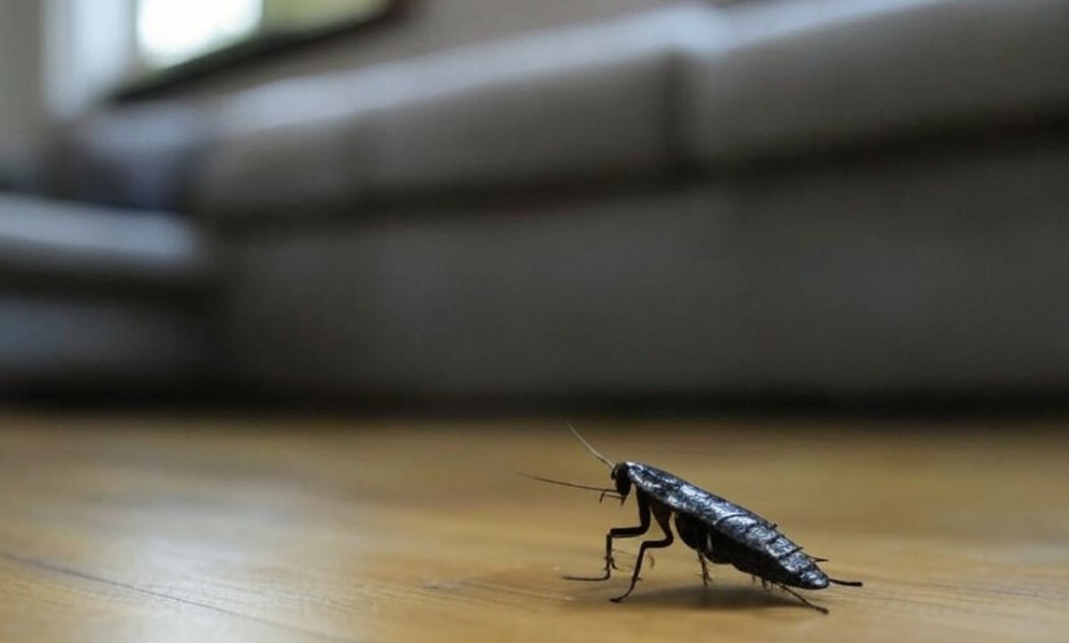 Petit insecte noir maison