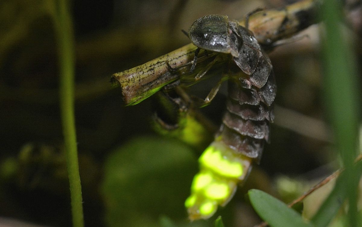ver luisant piqure (Lampyris noctiluca)
