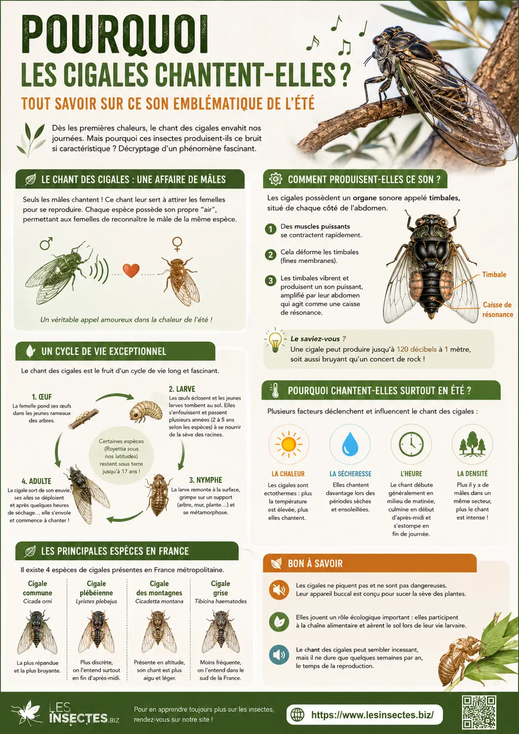 Infographie Pourquoi les cigales chantent-elles