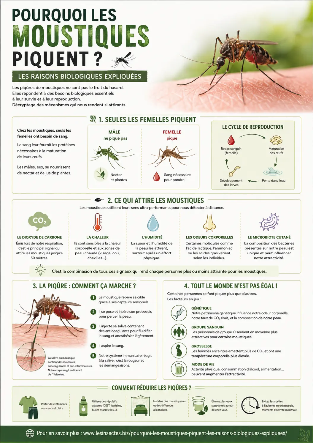 Infographie - pourquoi les moustiques piquent