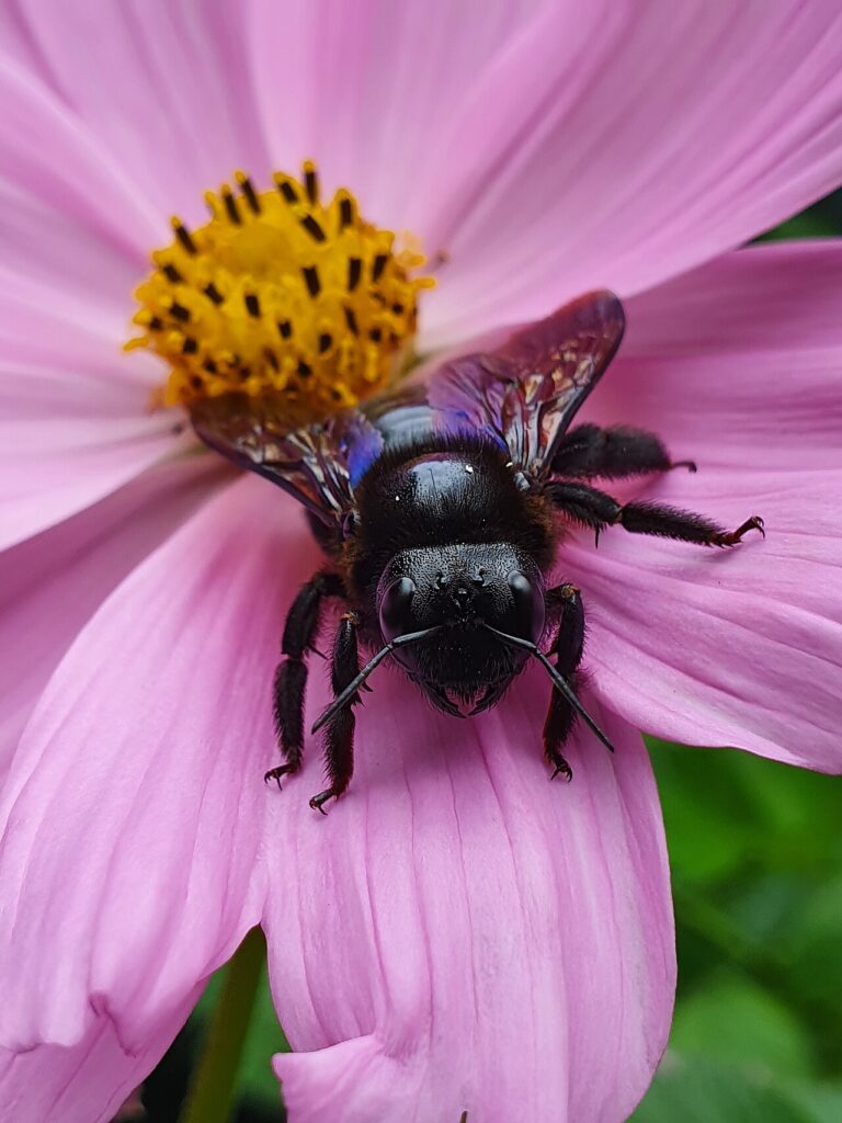 Abeille charpentière