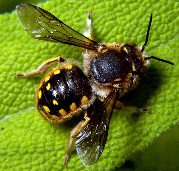 Abeille cotonnière