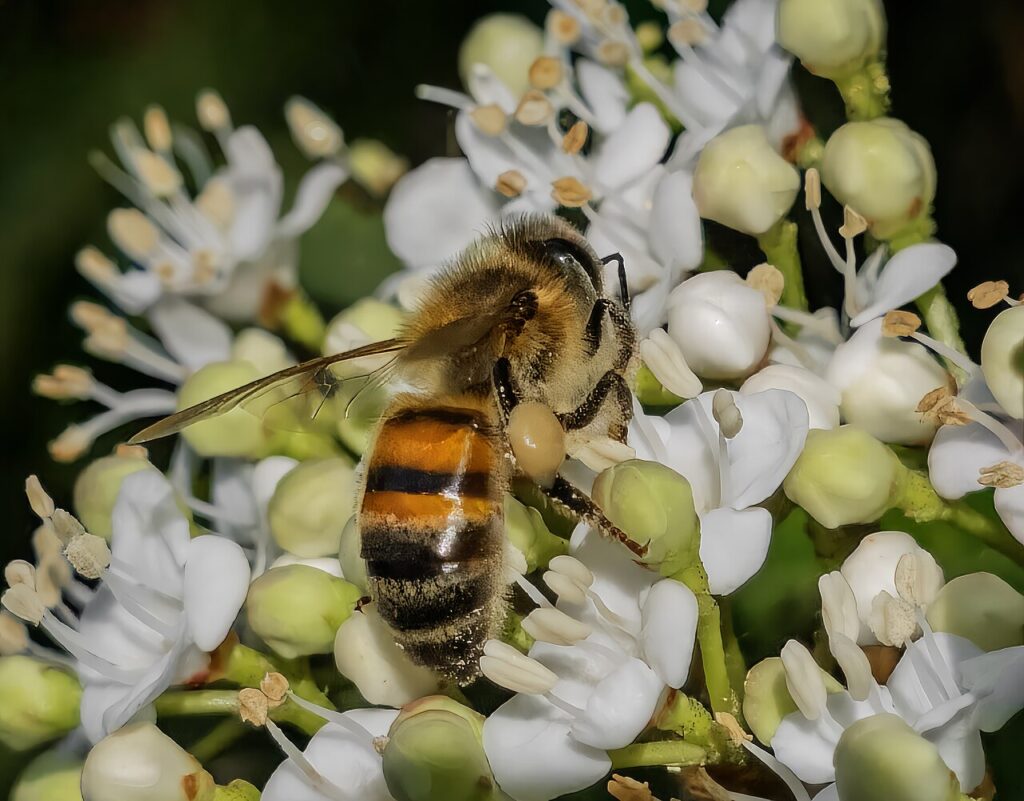 Abeille domestique